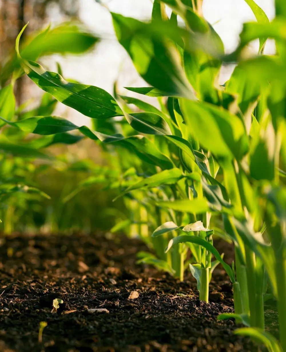 Agriculture
